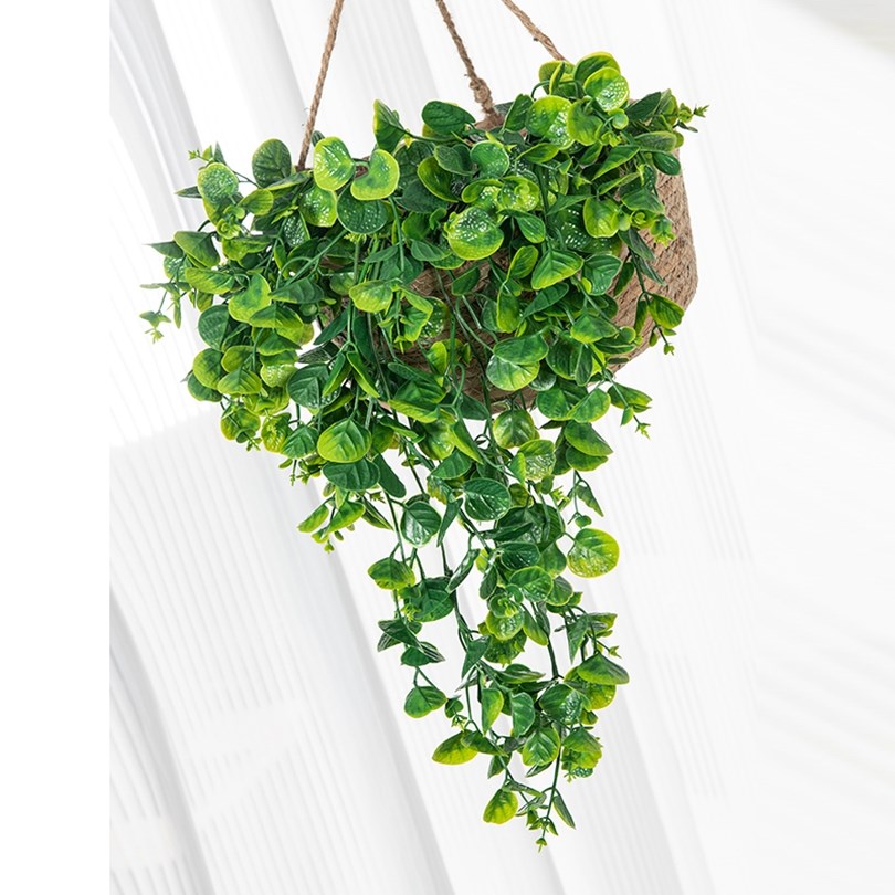 ต้นยูคาลิปตัส เฟิร์น หวาย ต้นไ - Rattan Plant Basket บทวิจารณ์และราคา