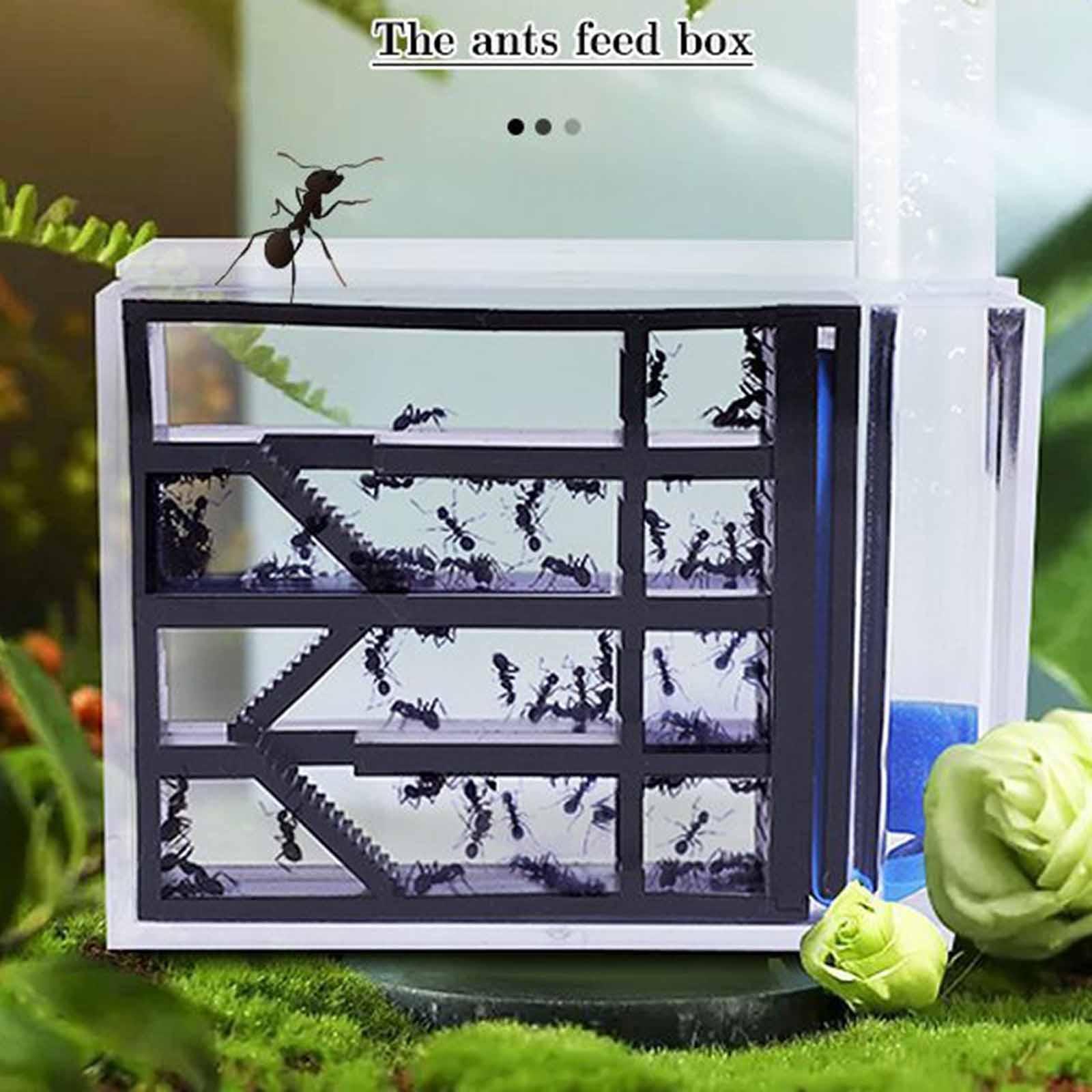 ฟาร์มมด DIY ชุดการศึกษาวิทยาศา - Home Decor Habitat บทวิจารณ์และราคา